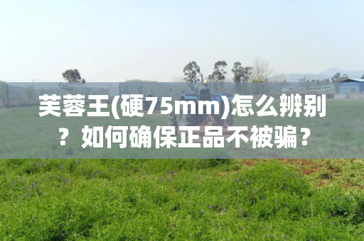 芙蓉王(硬75mm)怎么辨别？如何确保正品不被骗？